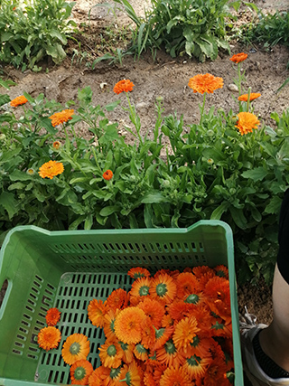 raccolta calendula